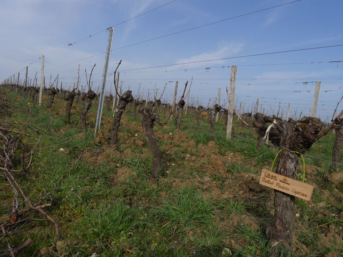 Виноградник на урожай